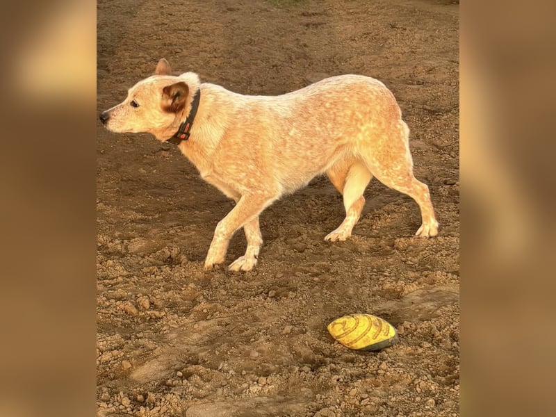 Leila, geboren 16.05.2023, 46cm sucht ihr Zuhause