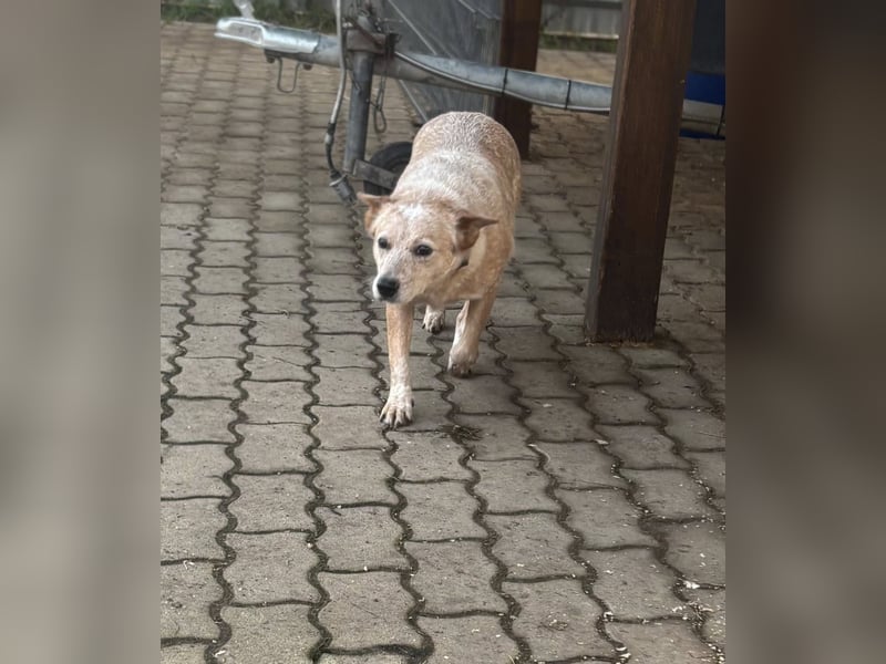 Leila, geboren 15.05.2023, 46cm sucht ihr Zuhause