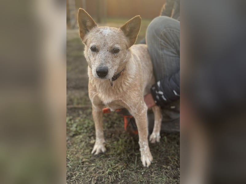 Leila, geboren 15.05.2023, 46cm sucht ihr Zuhause