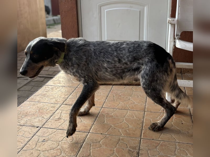 Anton, geboren 22.01.2022, 50cm sucht seine Menschen