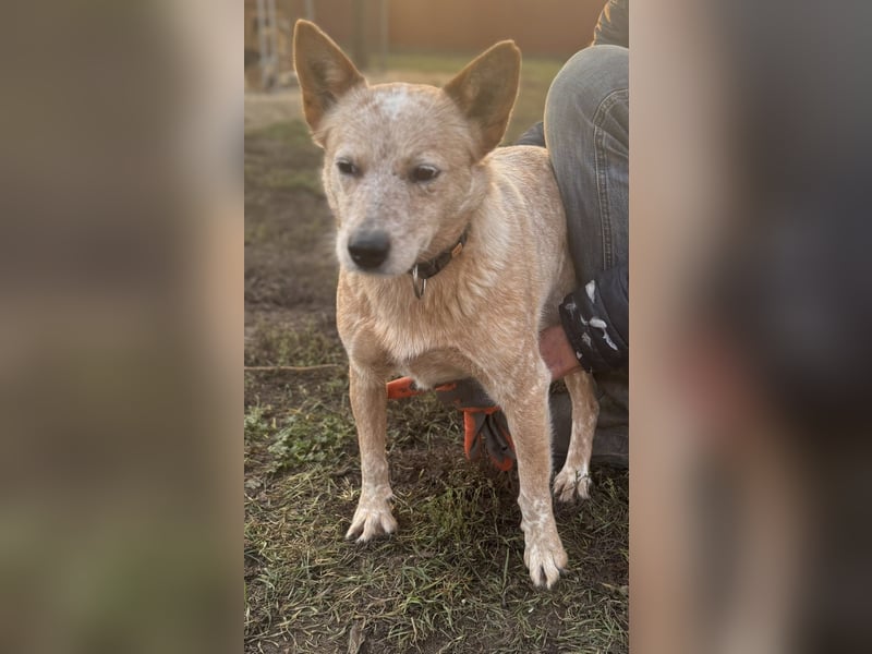 Leila, geboren 15.05.2023, 46cm sucht ihr Zuhause