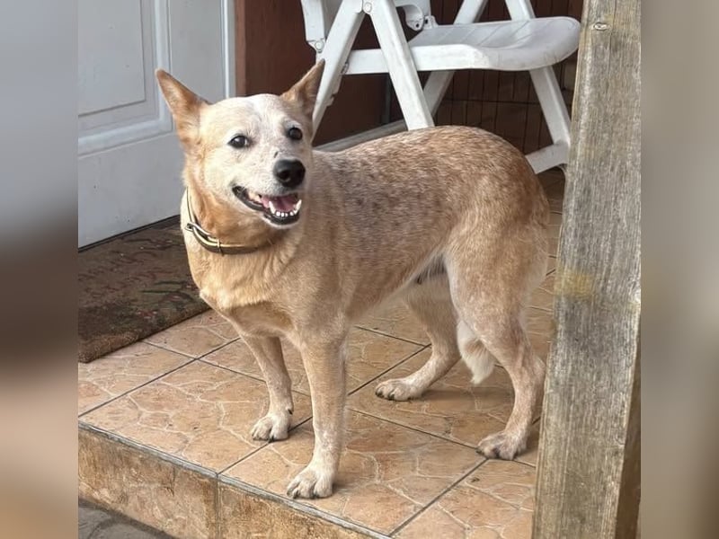Kelly, geboren 16.05.2023, 48cm sucht ihr Körbchen