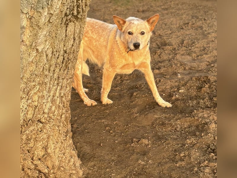 Leila, geboren 15.05.2023, 46cm sucht ihr Zuhause