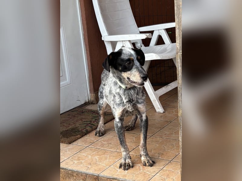 Anton, geboren 22.01.2022, 50cm sucht seine Menschen