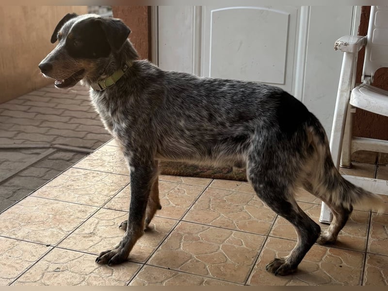 Anton, geboren 22.01.2022, 50cm sucht seine Menschen