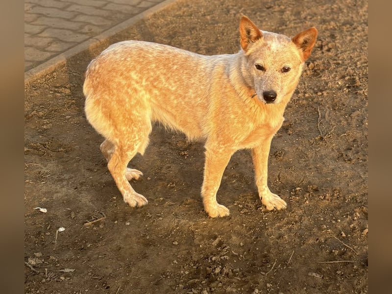 Leila, geboren 16.05.2023, 46cm sucht ihr Zuhause