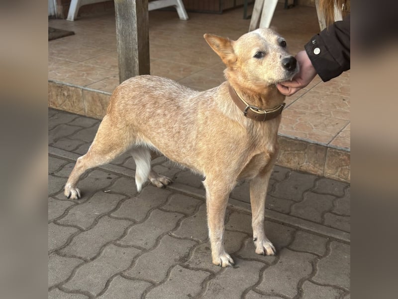 Kelly, geboren 16.05.2023, 48cm sucht ihr Körbchen