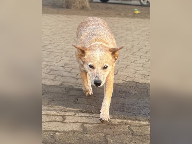 Kelly, geboren 16.05.2023, 48cm sucht ihr Körbchen