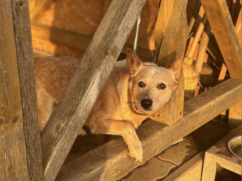 Kelly, geboren 16.05.2023, 48cm sucht ihr Körbchen