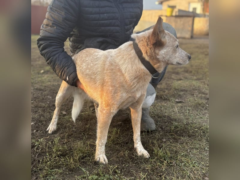 Leila, geboren 15.05.2023, 46cm sucht ihr Zuhause