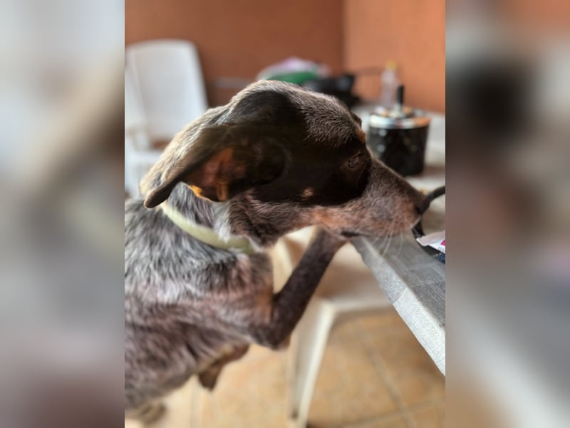 Anton, geboren 22.01.2022, 50cm sucht seine Menschen