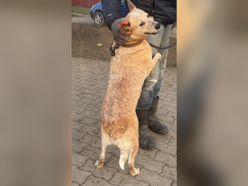 Kelly, geboren 16.05.2023, 48cm sucht ihr Körbchen