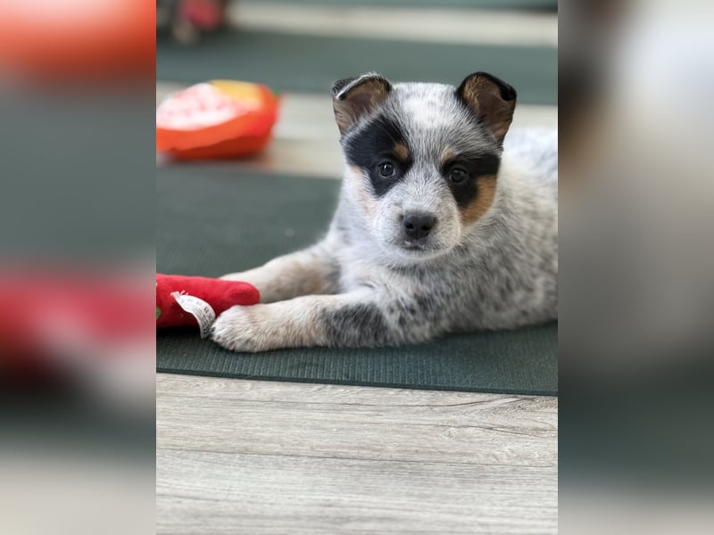 Australian cattle dog / Fci