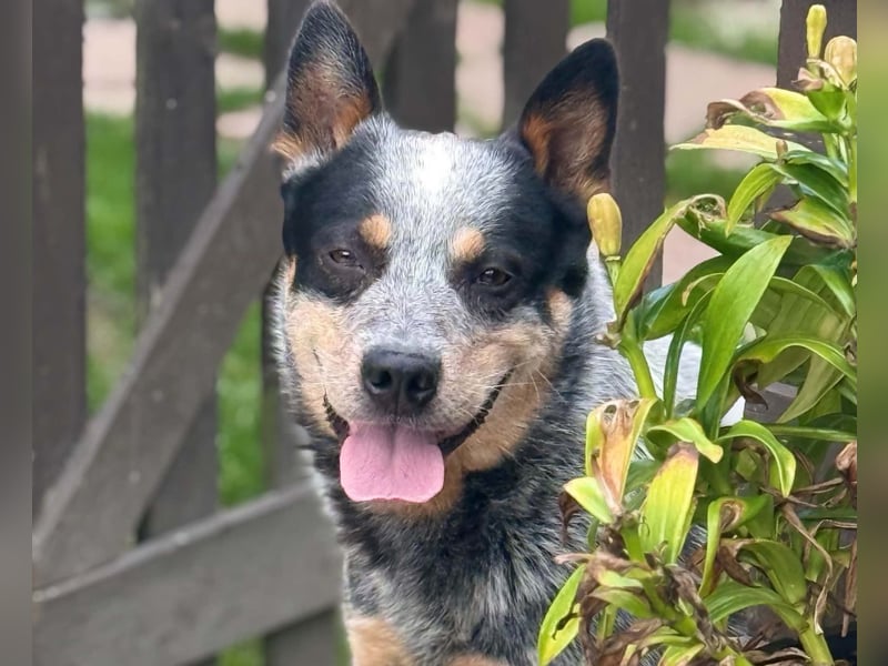 Australian cattle dog / Fci