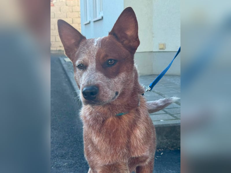 Australian Cattle Dog Rüde 9 Monate