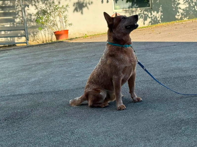 Australian Cattle Dog Rüde 9 Monate