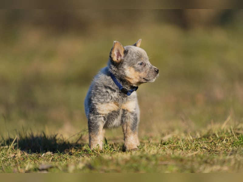 Australian Cattle Dog