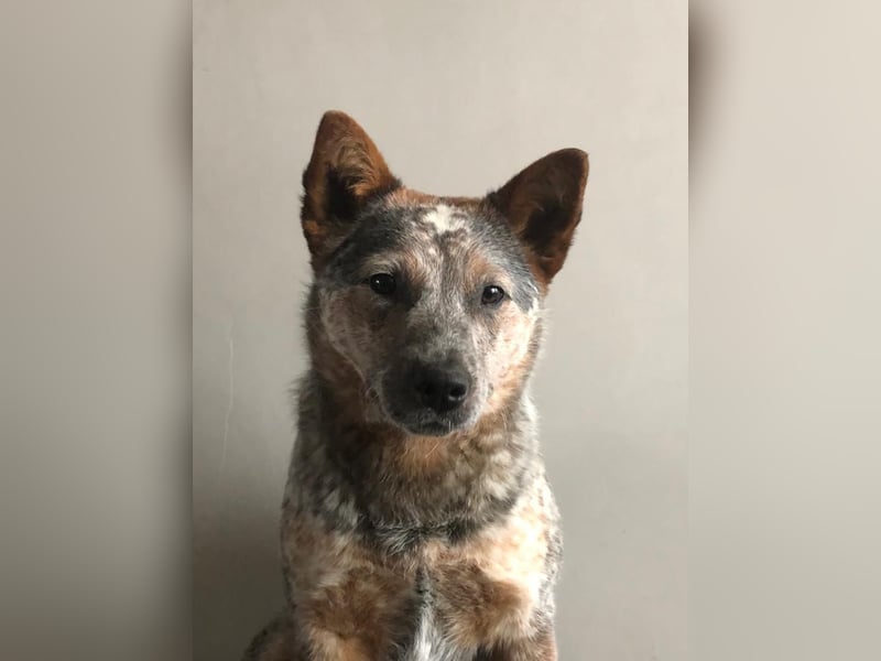 Wunderhübsche Australian Cattle Dogs