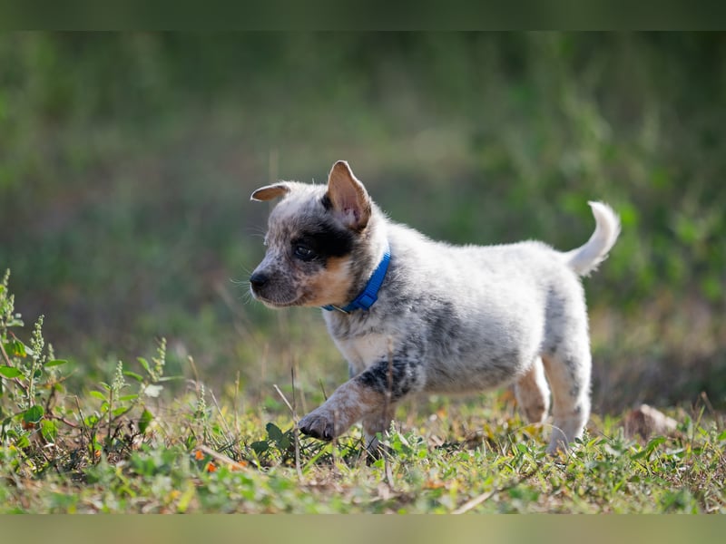 Wunderhübsche Australian Cattle Dogs