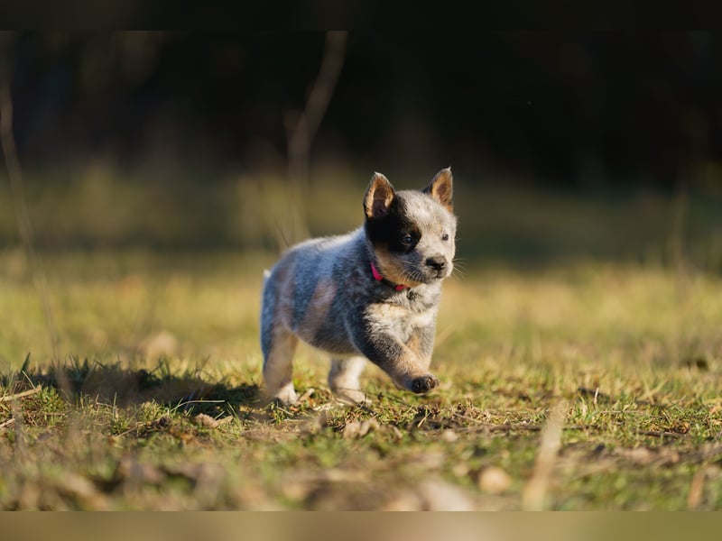 Australian Cattle Dog