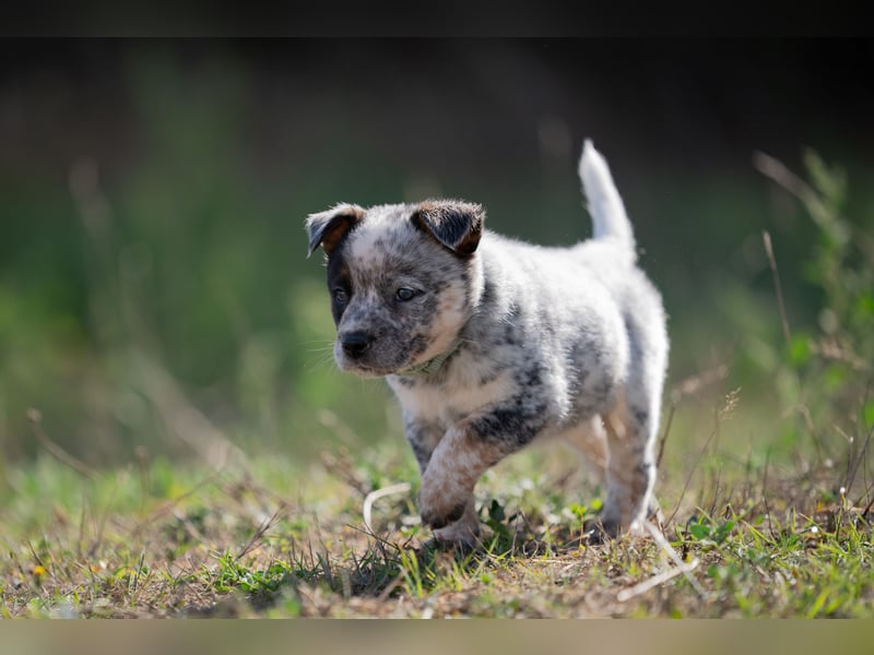 Wunderhübsche Australian Cattle Dogs