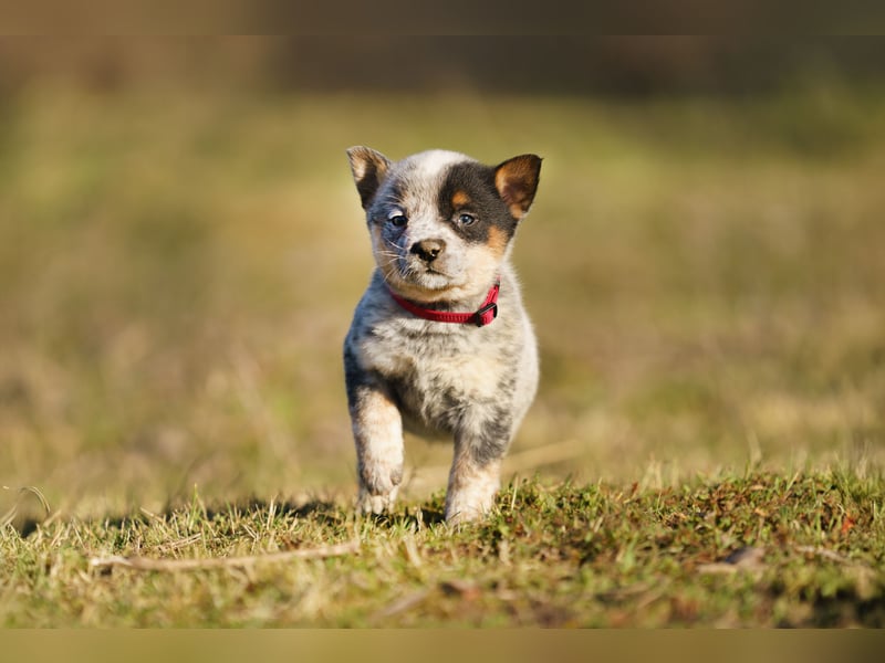 Australian Cattle Dog