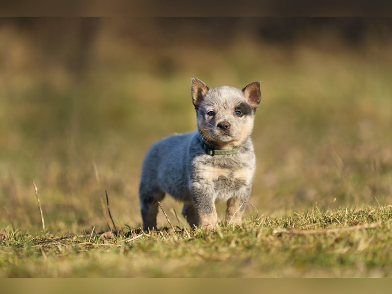 Australian Cattle Dog