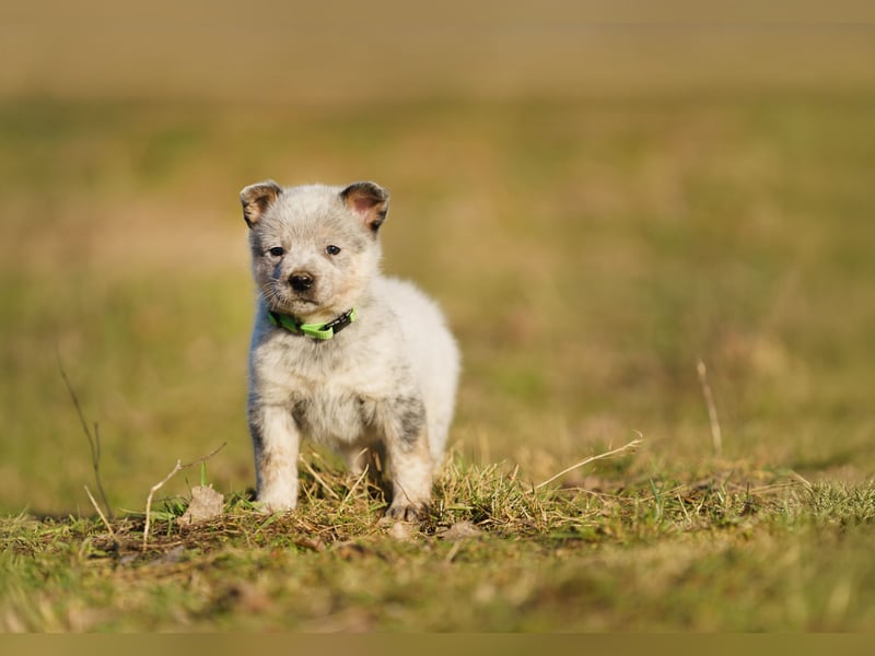 Australian Cattle Dog