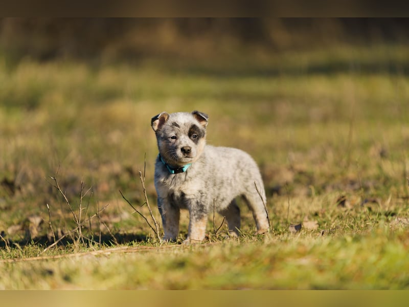 Australian Cattle Dog