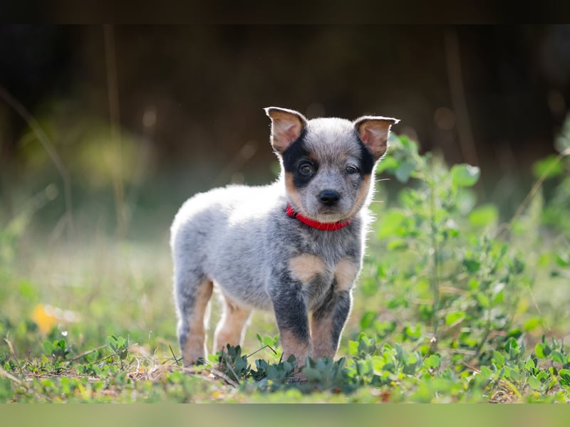 Wunderhübsche Australian Cattle Dogs