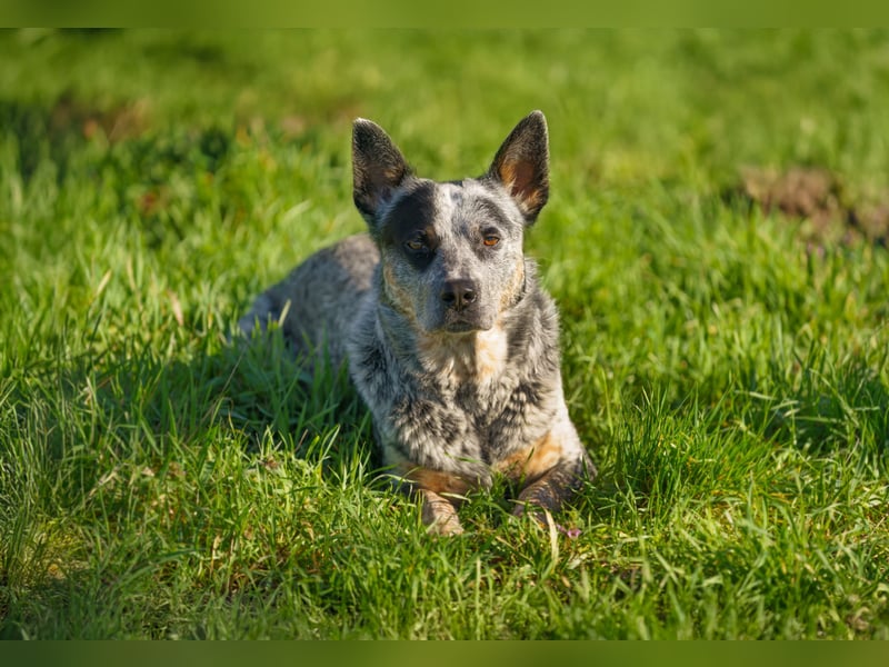Australian Cattle Dog