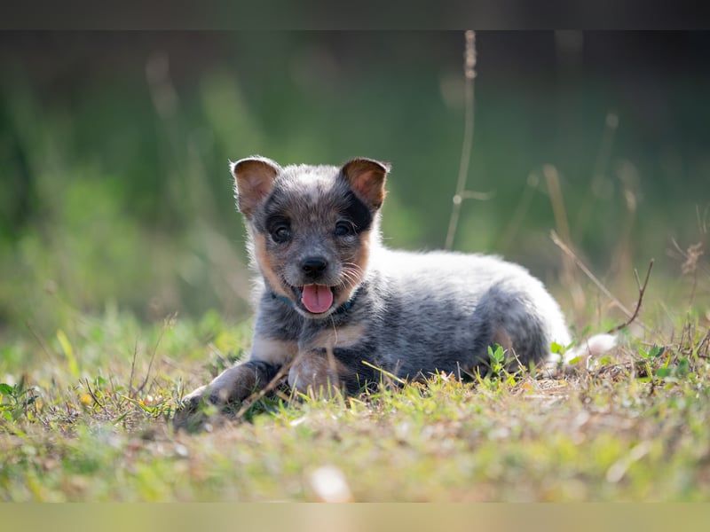Wunderhübsche Australian Cattle Dogs