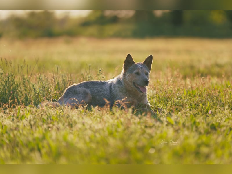 Australian Cattle Dog