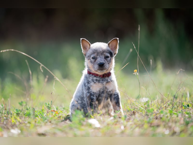 Wunderhübsche Australian Cattle Dogs