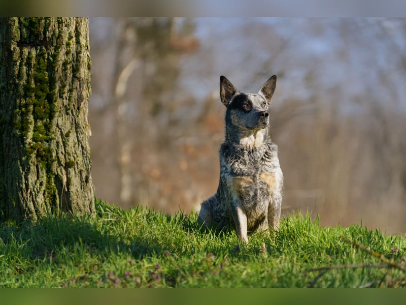 Australian Cattle Dog