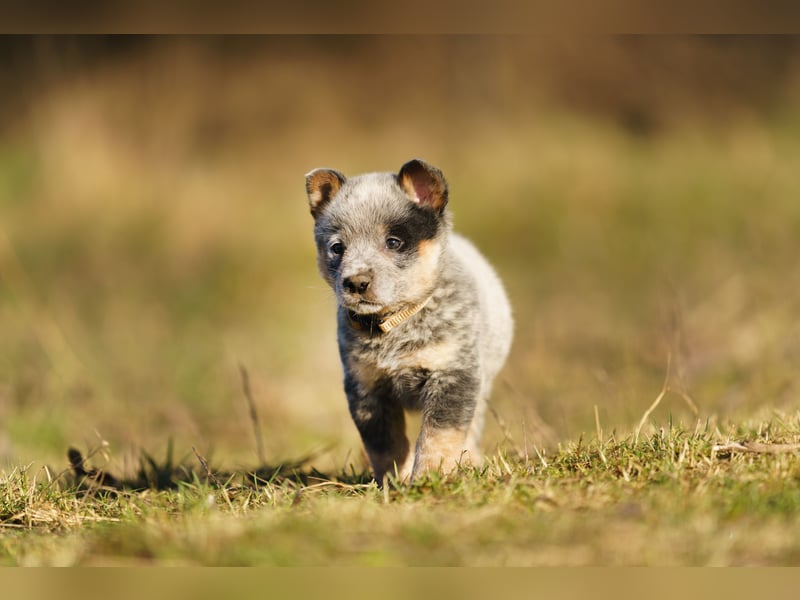 Australian Cattle Dog
