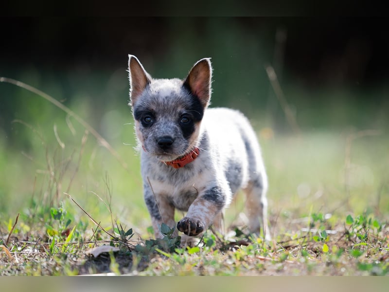Wunderhübsche Australian Cattle Dogs