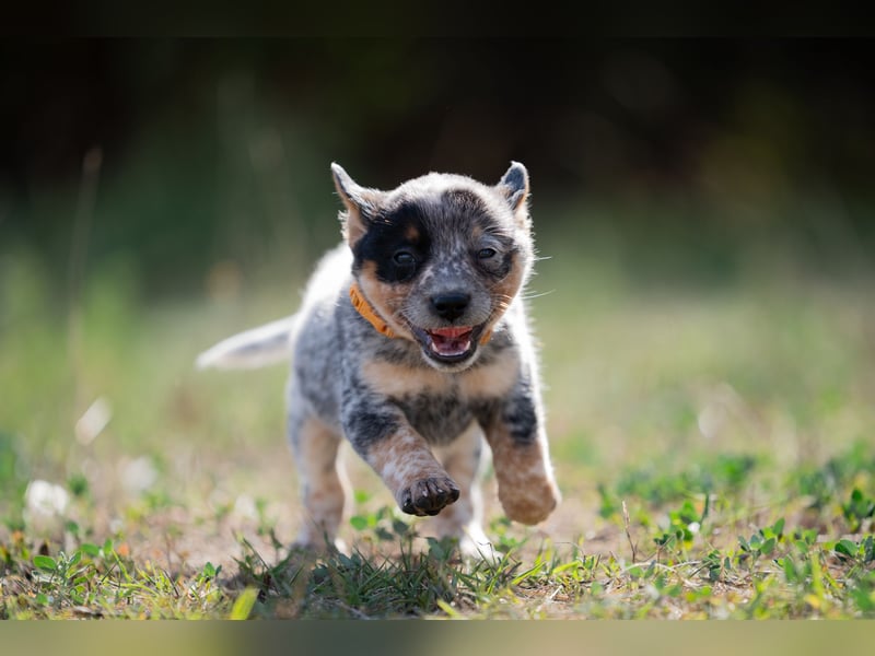 Wunderhübsche Australian Cattle Dogs