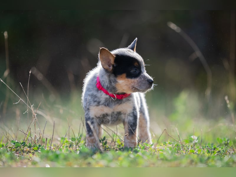 Wunderhübsche Australian Cattle Dogs