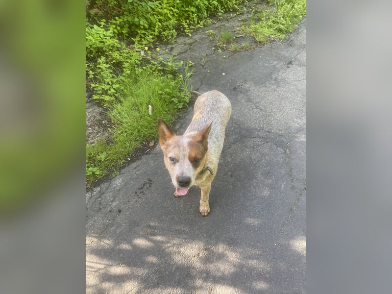 Australian Cattle Dog Hündin