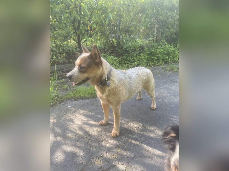 Australian Cattle Dog Hündin