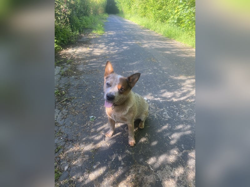 Australian Cattle Dog Hündin