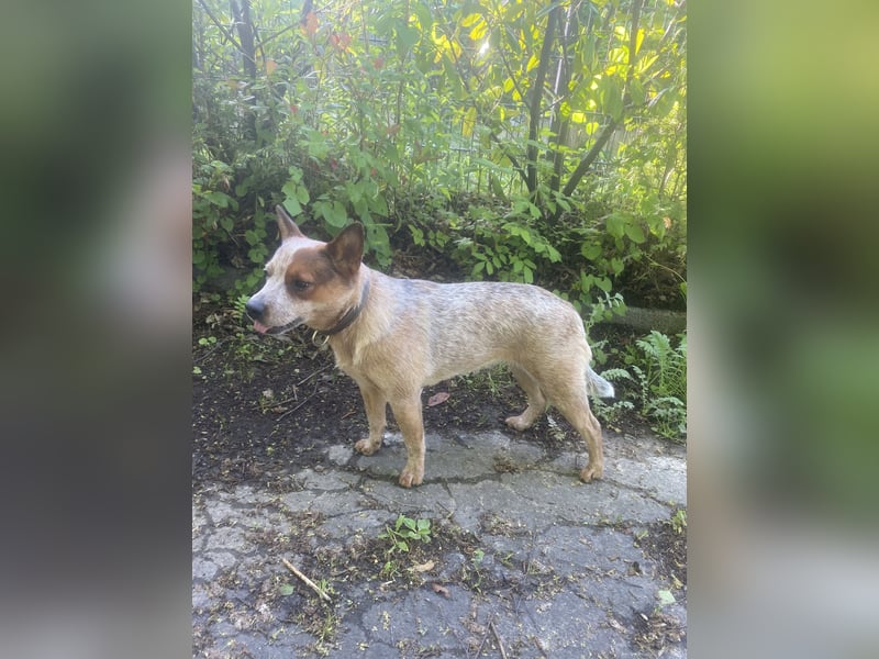 Australian Cattle Dog Hündin