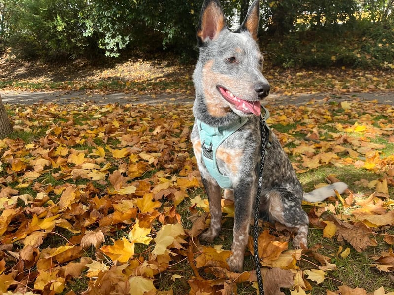 Tauber Australien cattle dog rüde