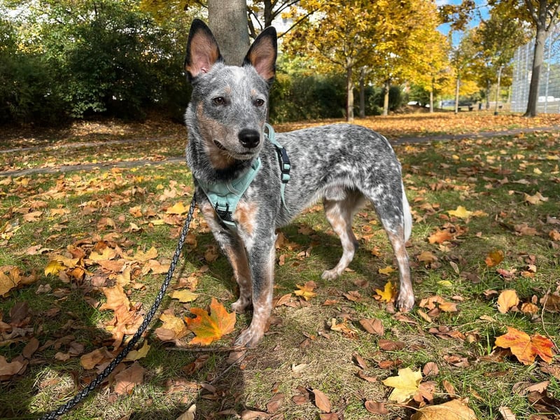 Tauber Australien cattle dog rüde