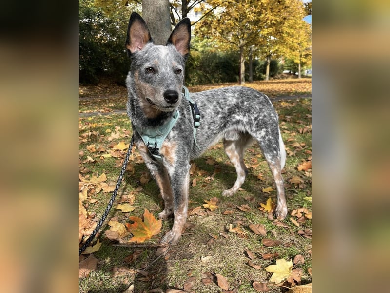 Tauben Cattle Dog
