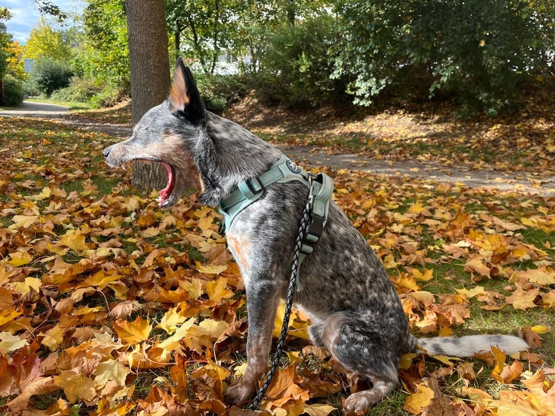 Tauben Cattle Dog