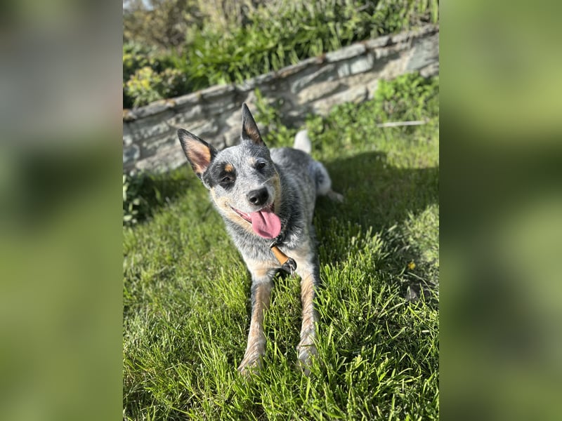 10 Monate junger Australian Cattle Dog Rüde sucht sein Für-immer-Zuhause