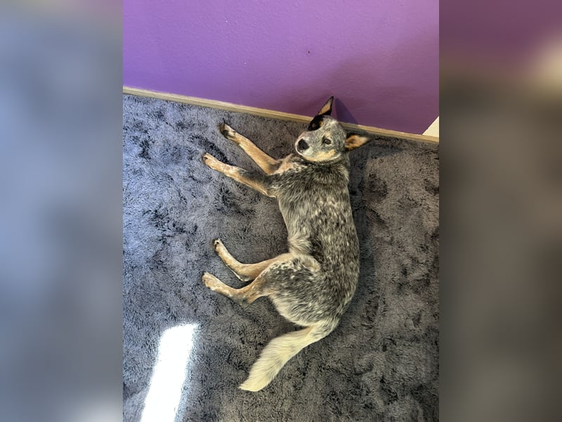 10 Monate junger Australian Cattle Dog Rüde sucht sein Für-immer-Zuhause