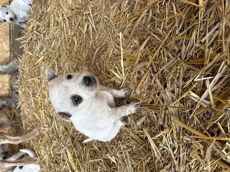 Australian Cattle Dog Welpe